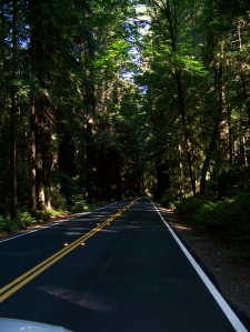 A sense of the roads through the Redwoods