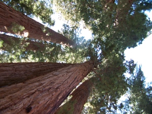 Looking up to the tops of the Sequoias
