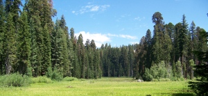 Meadow on the walk to Tharps Log in Sequoia National Park